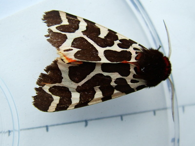 Garden Tiger